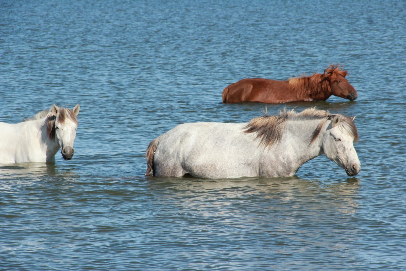 Wild horses galloping on open Mongolian steppe — UNESCO Heritage Journey to Karakorum Tour