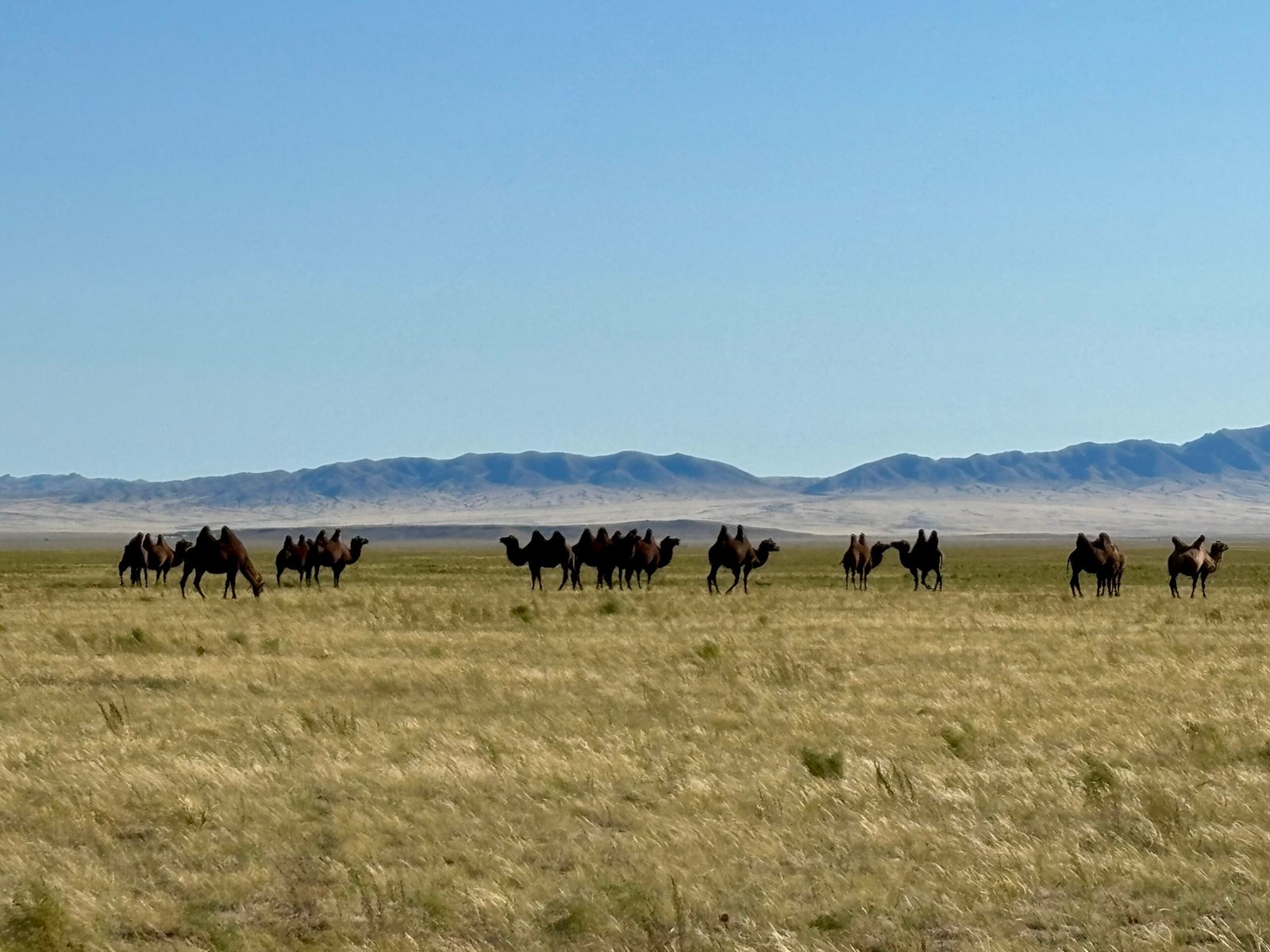 Bactrian camel herd on golden steppe with mountains backdrop Mongolia