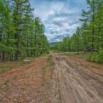 Dirt road through larch taiga forest northern Mongolia — Khuvsgul Lake Explorer Tour