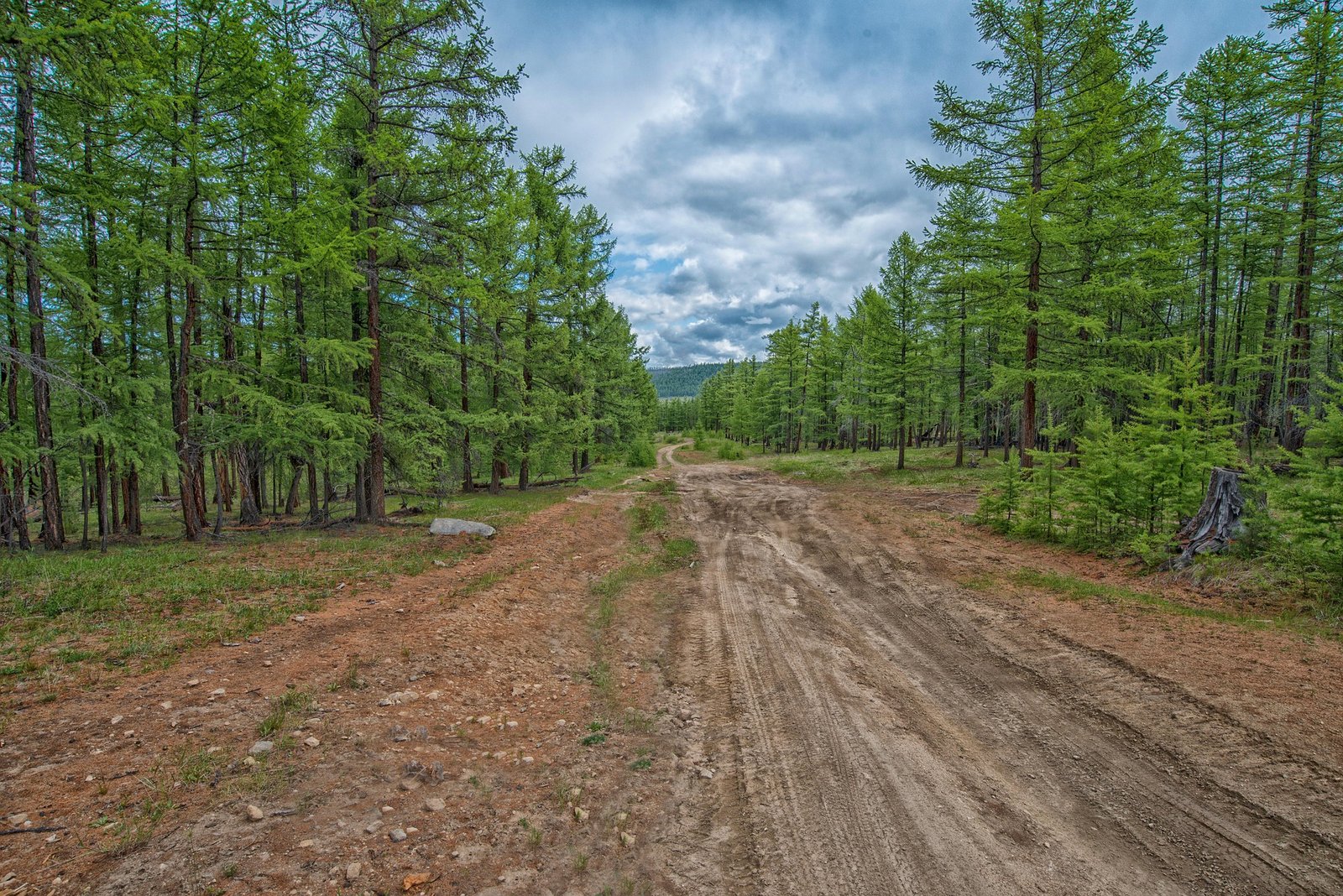 Dirt road through larch forest in northern Mongolia where tick prevention matters for travelers