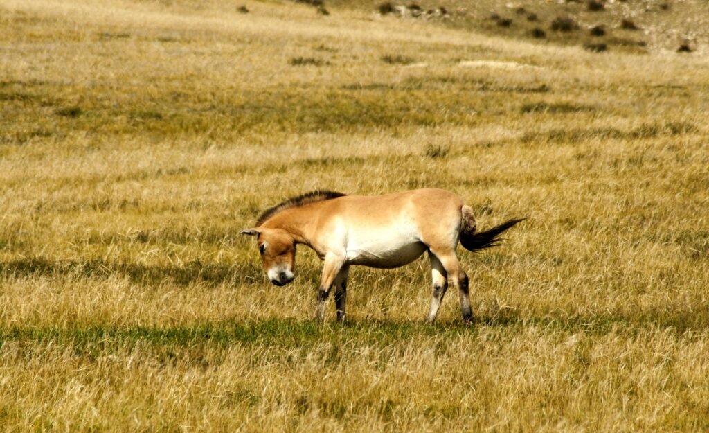 Mongolian horse and rider on open steppe — UNESCO Heritage Journey to Karakorum Tour