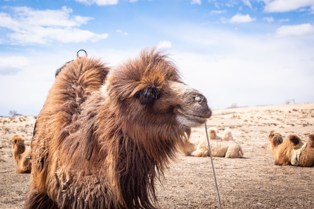 Gobi Desert Mongolia camel landscape
