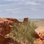 Saxaul tree and red sandstone at Flaming Cliffs Bayanzag — Classic Mongolia Highlights Tour