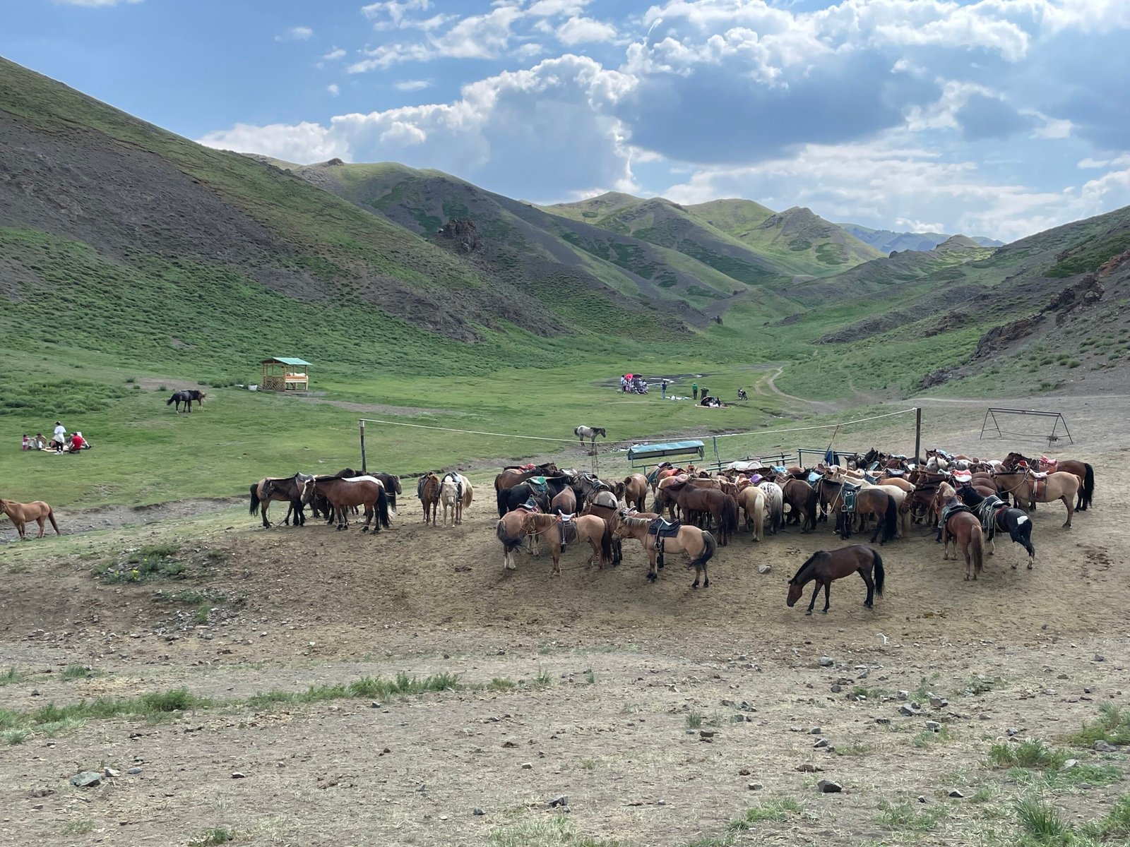 Large herd of Mongolian horses grazing in a green mountain valley