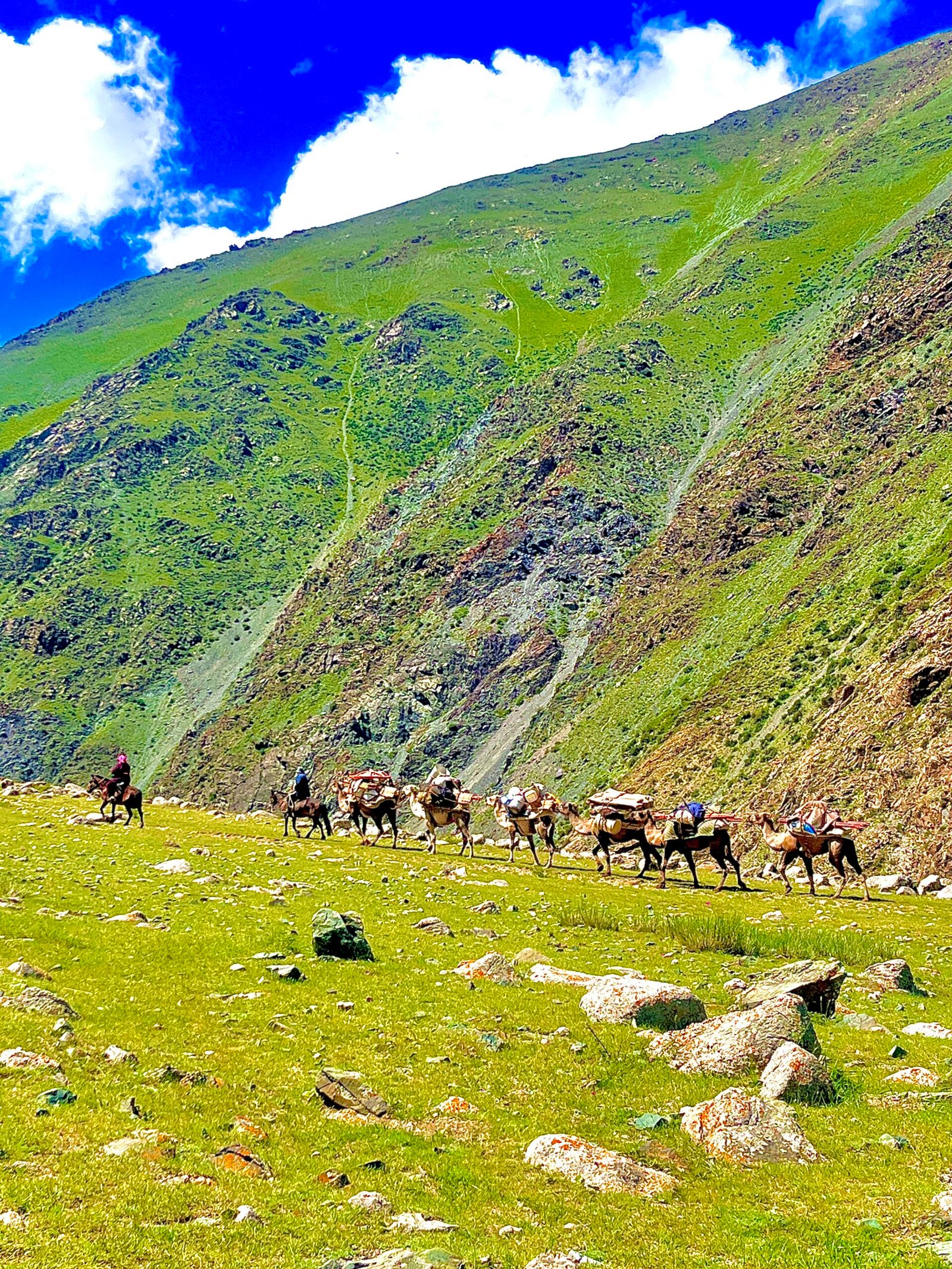 Pack horse caravan moving through green Altai mountain valley on a Mongolia horse trek