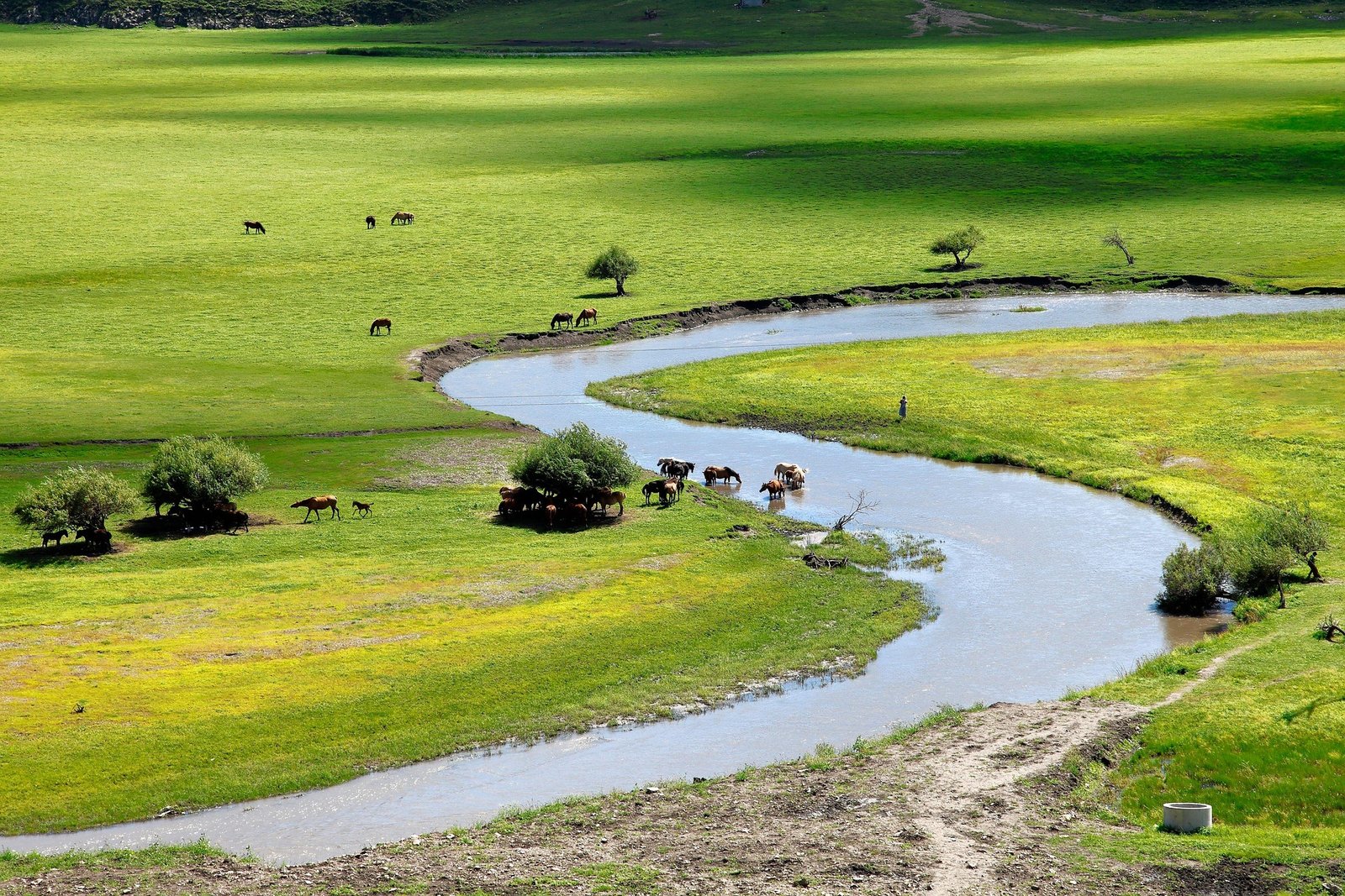 Horses grazing by winding river in Mongolian meadow steppe landscape