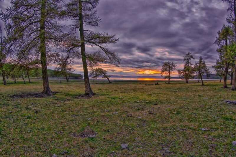 Khuvsgul Lake shoreline with larch trees at sunset northern Mongolia — Khuvsgul Lake Tour