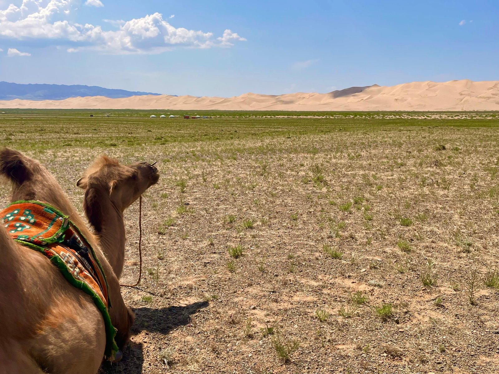 View from camel back at Khongoryn Els sand dunes in Mongolia's Gobi Desert -- adventure activities need specific insurance coverage