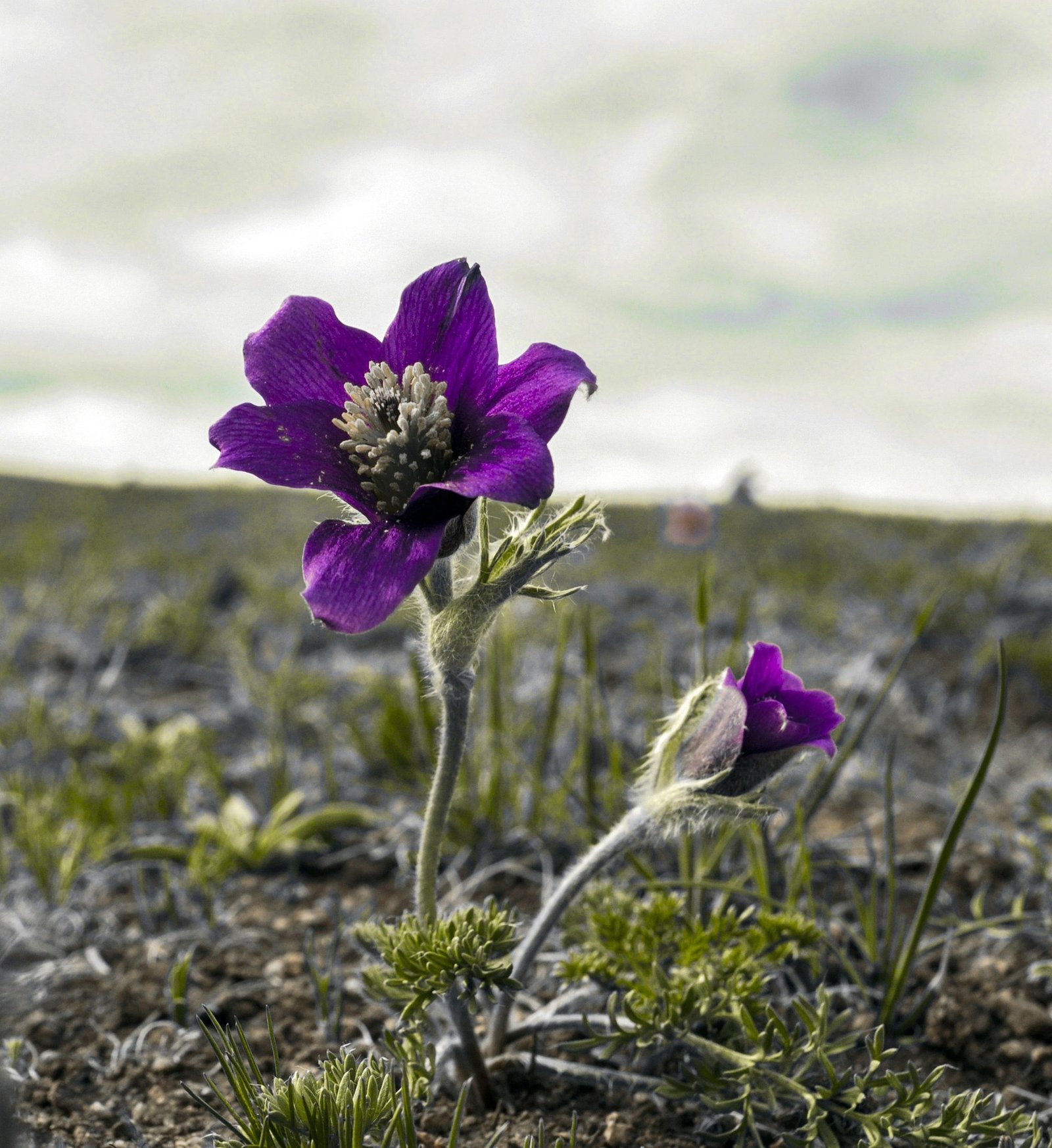 Purple pasqueflowers blooming on the Mongolian steppe in spring