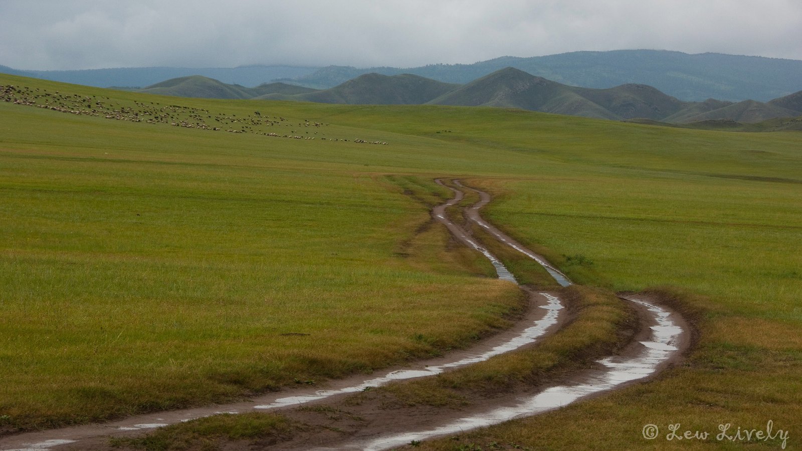 Muddy winding dirt road through green Mongolian steppe showing terrain that requires sturdy footwear for summer travel