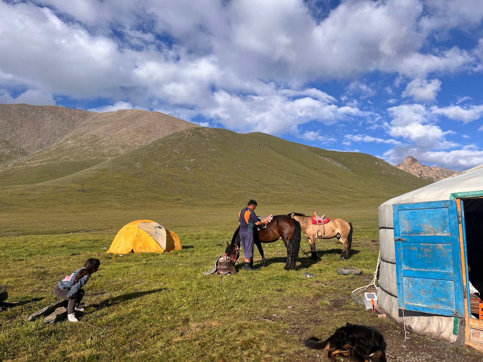 Mongolian nomad preparing a horse for riding near a ger camp on the summer steppe with mountains behind