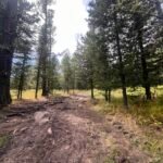 Sunlit pine forest hiking trail in northern Mongolia — Khuvsgul Lake Explorer Tour