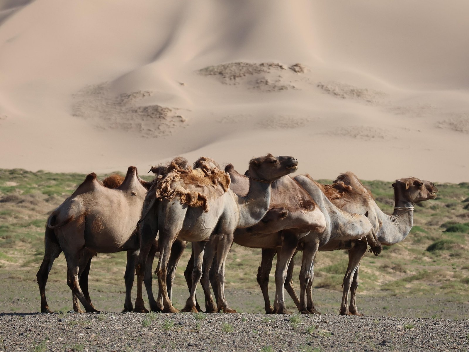 Bactrian camels Khongor Sand Dunes Mongolia