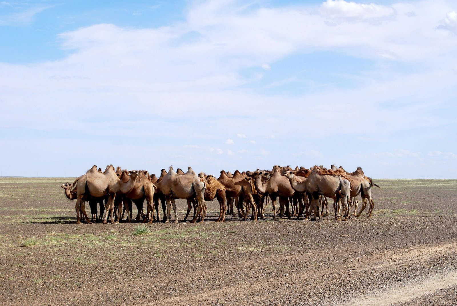 Bactrian camels Gobi Desert road Mongolia