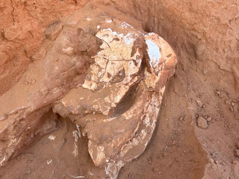 Gobi Desert tour Mongolia Flaming Cliffs dinosaur fossil