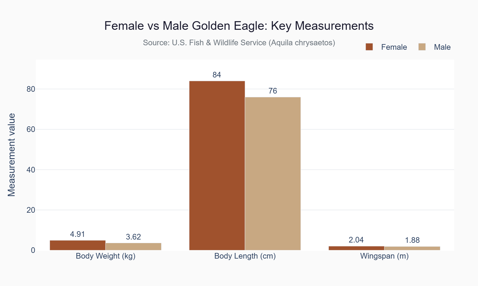 Chart comparing female and male golden eagle body weight length and wingspan