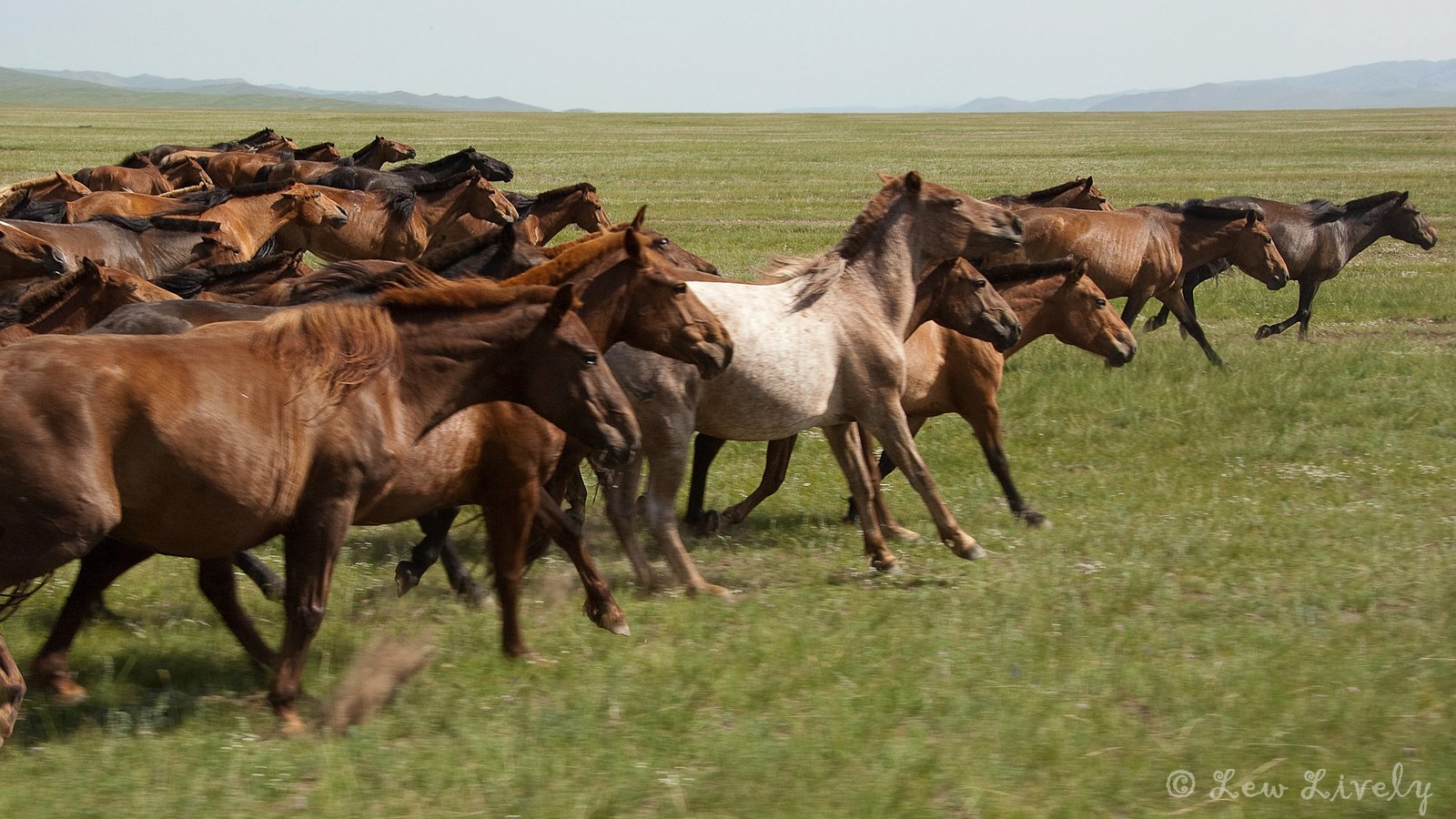 Takhi wild horses Hustai National Park Mongolia