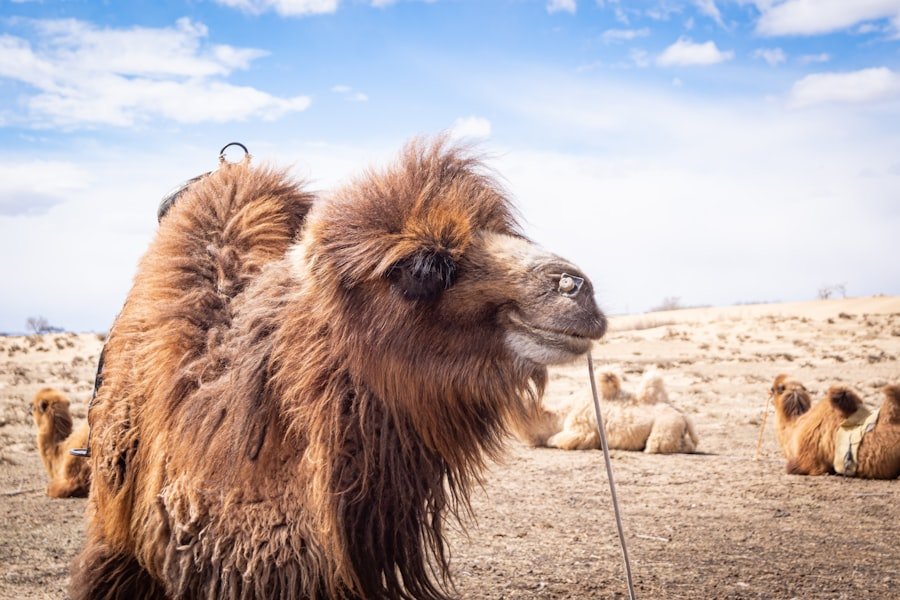A camel in the Gobi Desert Mongolia — wild Bactrian camel facts