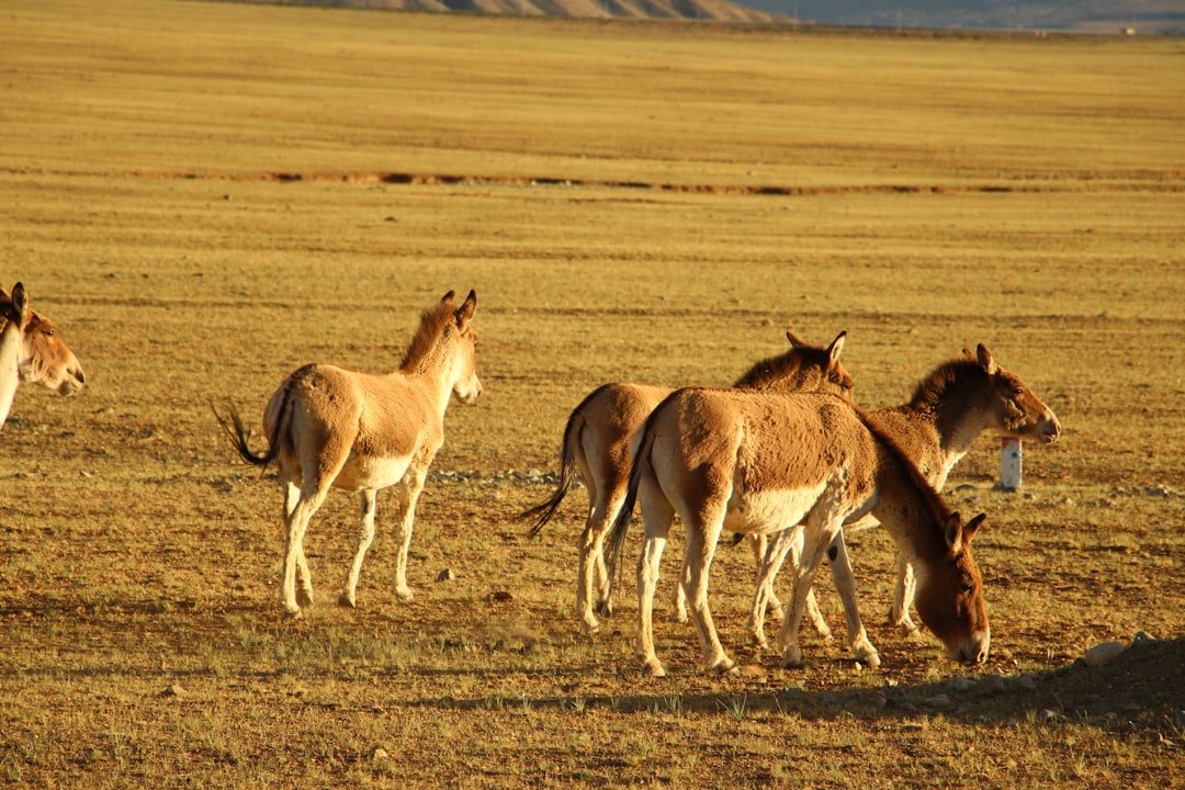 A herd of horses on the Mongolian steppe — one of 5.1 million horses in Mongolia