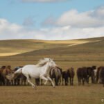 horse herding nomadic demonstration Khentii Mongolia steppe