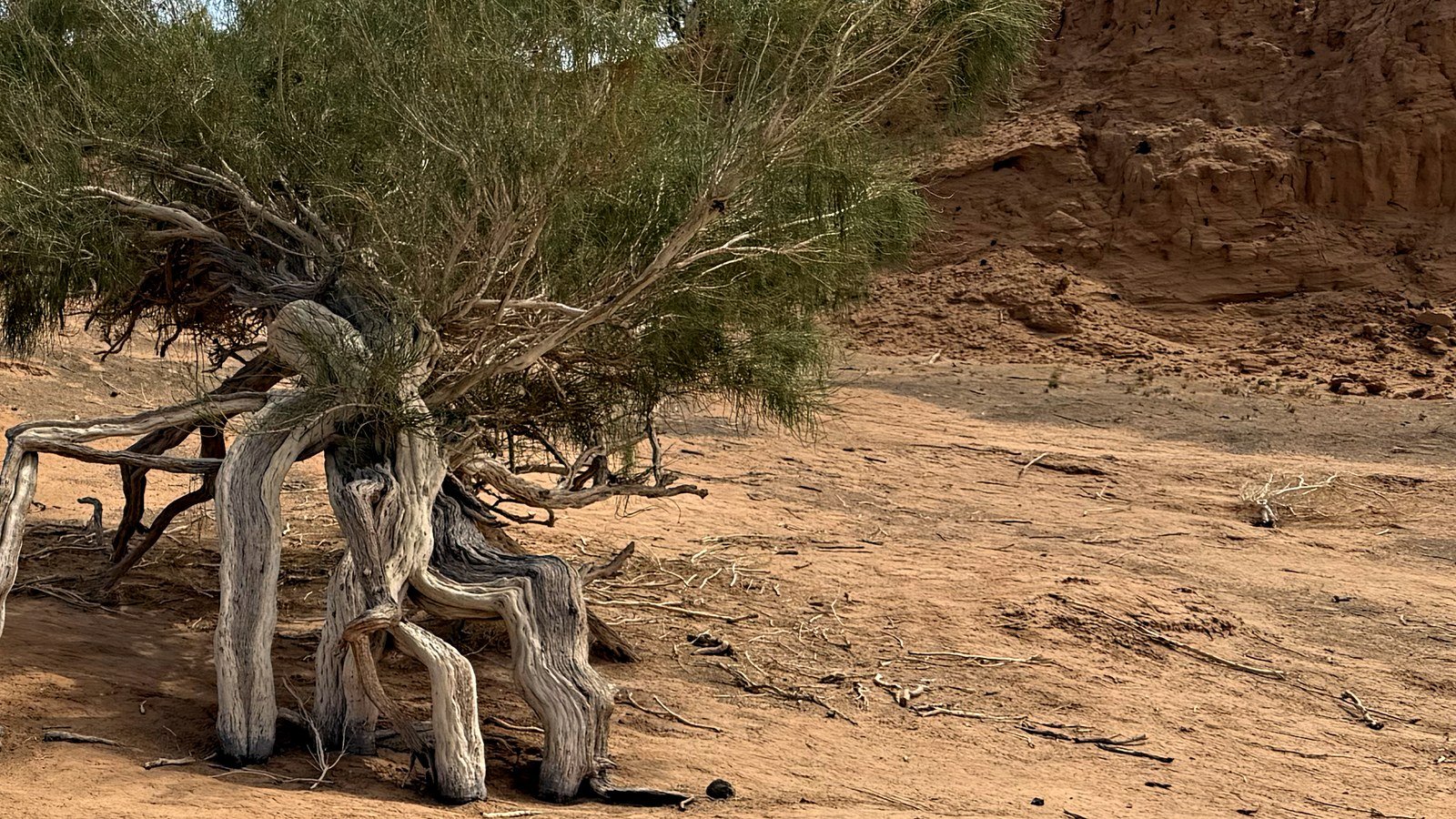 An old saxaul tree in the Gobi with its roots standing clear of the sand, saxaul forest on the ridge behind