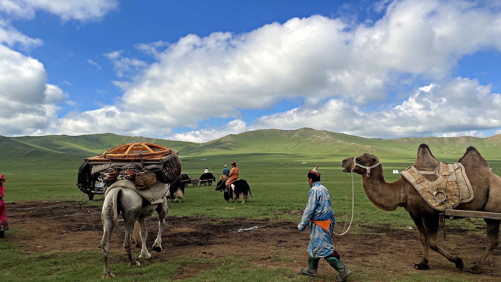 A Mongolian herder leading a camel loaded with a dismantled ger across the steppe