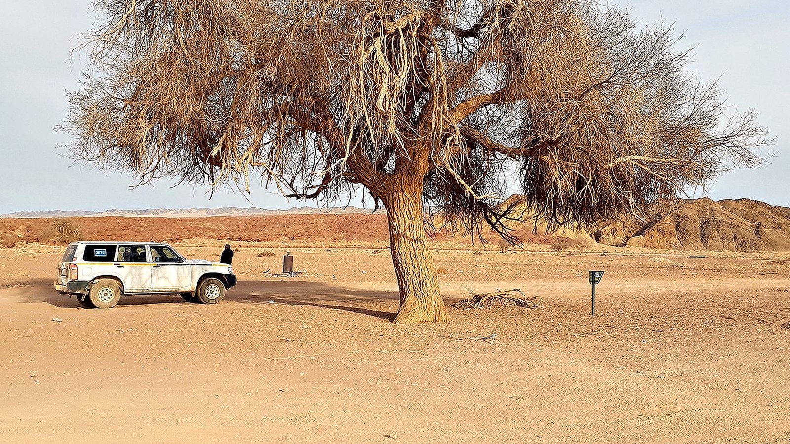 A saxaul tree standing alone on Gobi gravel, a vehicle behind it for scale